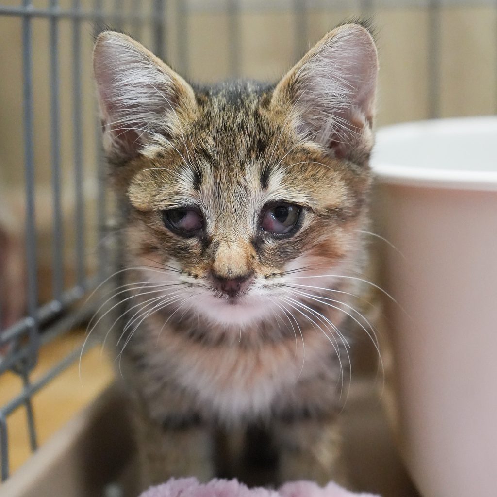 保護猫 メイ キジトラ・メス