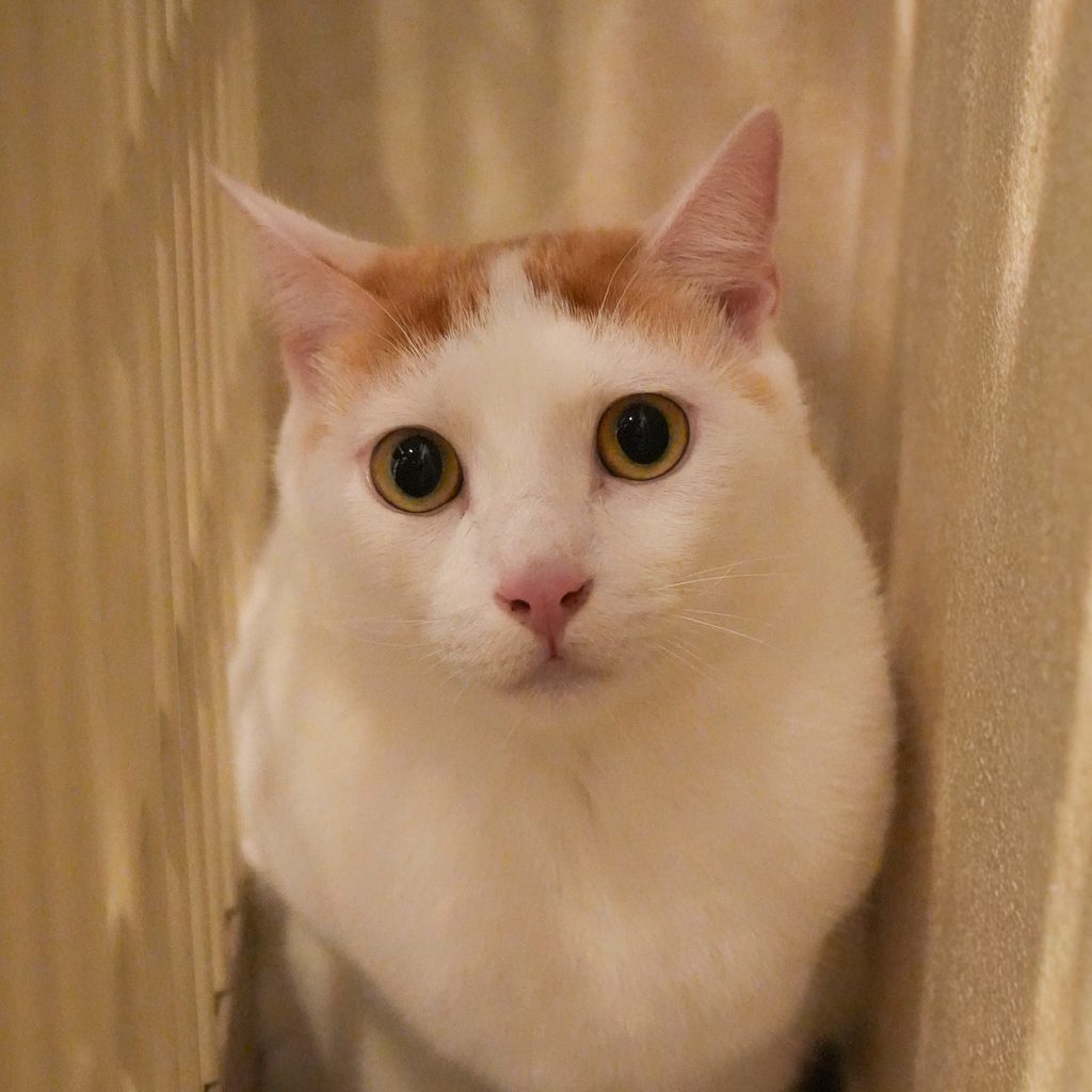 保護猫 アチム 白茶・オス