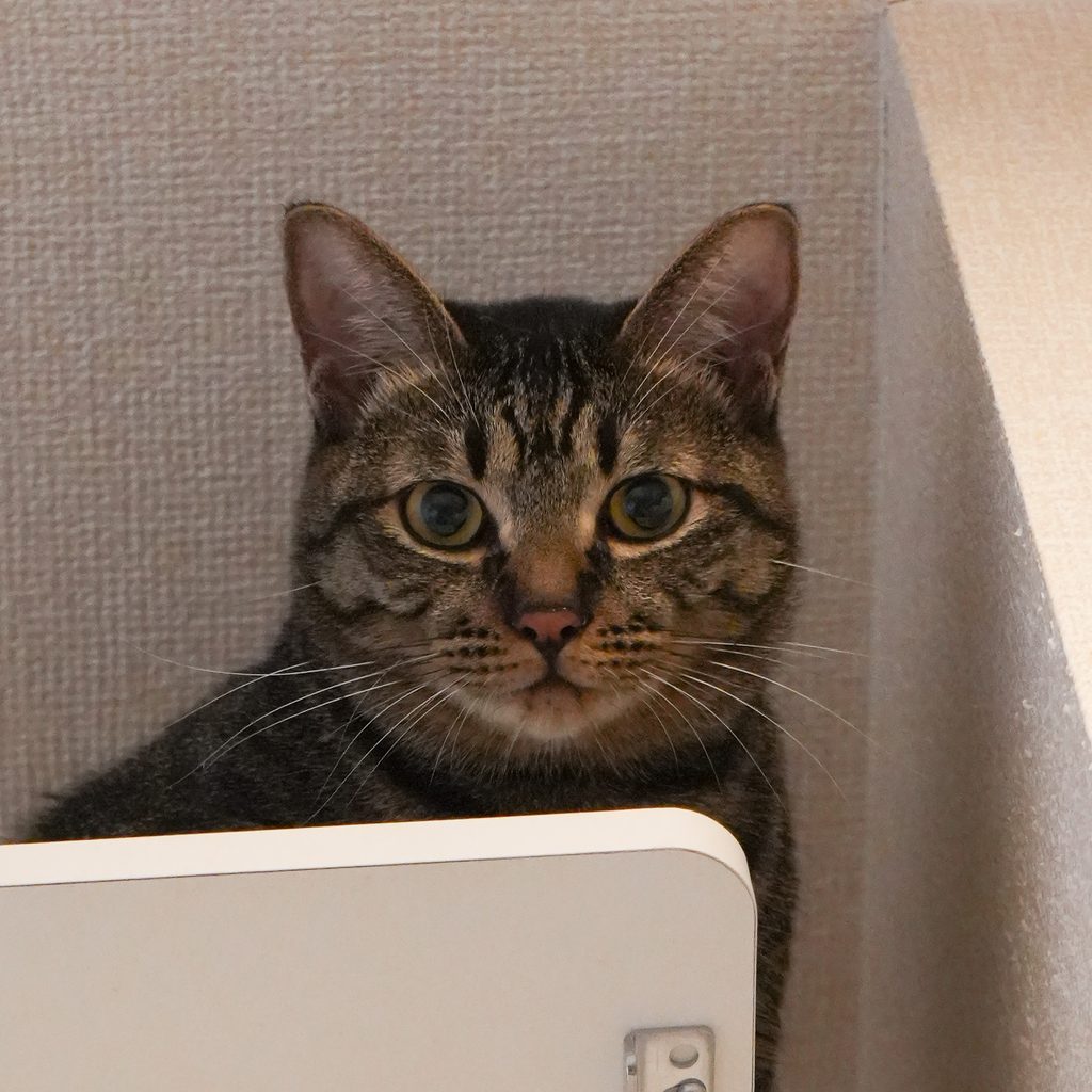 保護猫 マダン キジトラ・オス