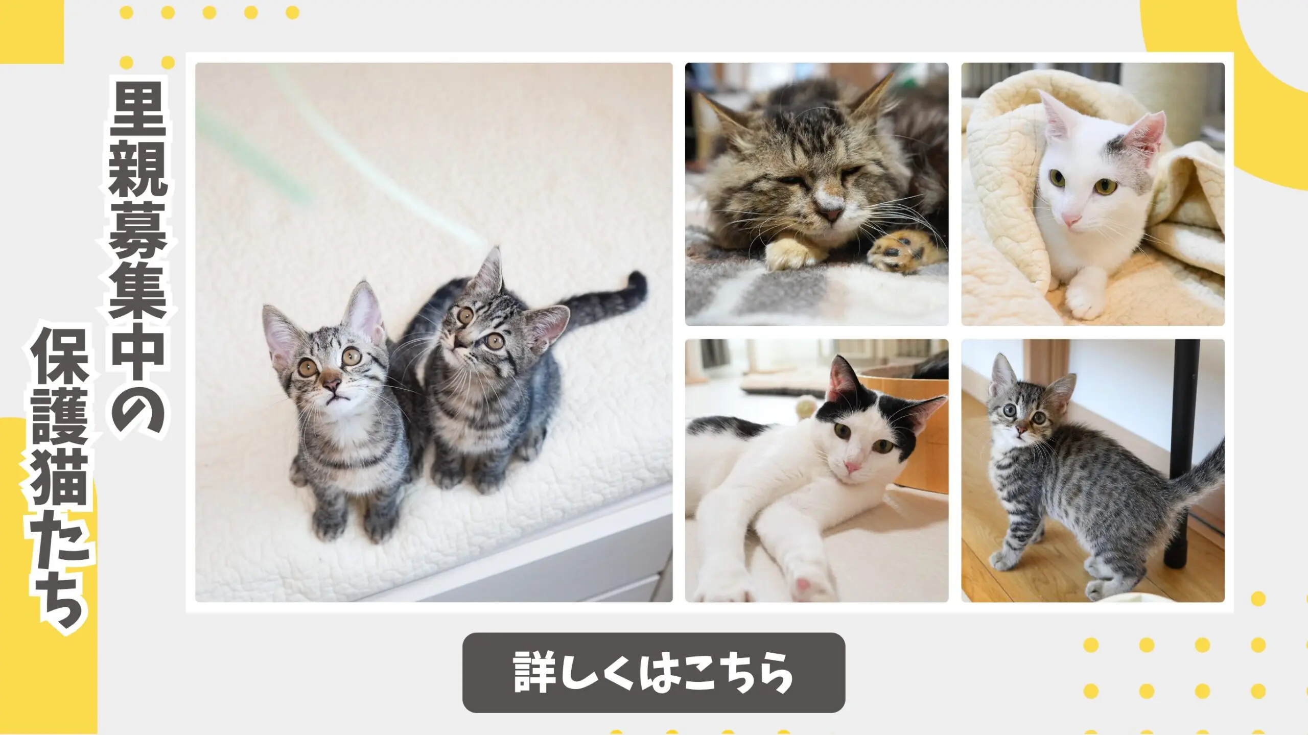 京都保護猫里親募集