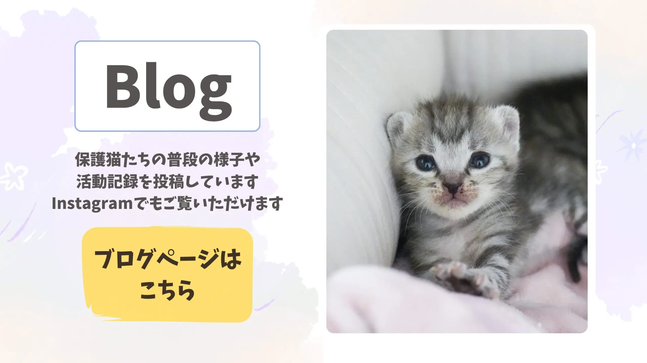 京都大阪滋賀保護猫